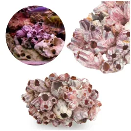 muszla-barnacle-pakle-do-akwarium-malawi-15-20cm
