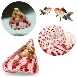 muszla-trochus-conus-dekoracja-do-akwarium-4cm