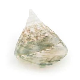 muszla-trochus-green-dekoracja-do-akwarium-5cm