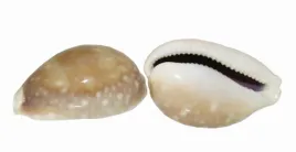 muszla-cyprea-v-dekoracja-do-akwarium-3cm