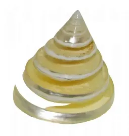 muszla-szlifowana-swiderek-dekoracja-do-akwarium-5cm