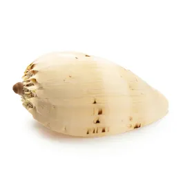 muszla-diademas-dekoracja-do-akwarium-duza-15cm
