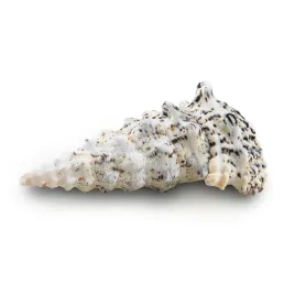 muszla-dekoracyjna-cerithidea-dekoracja-do-akwarium-10cm