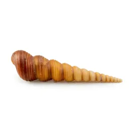 muszla-dekoracyjna-turitela-dekoracja-do-akwarium-8cm