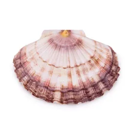 muszla-pecten-maximus-dekoracja-do-akwarium-10cm