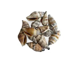 muszelki-morskie-naturalna-dekoracja-do-akwarium-i-nie-tylko-m6
