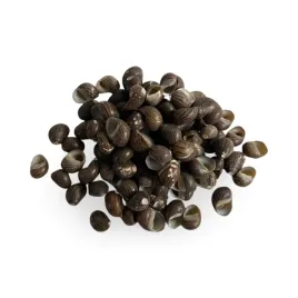 muszle-muszelki-dekoracyjne-100g-duza-ilosc-sztuk-m2