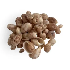 muszle-muszelki-dekoracyjne-100g-duza-ilosc-sztuk-m10