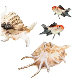 muszla-lambis-chiragra-dekoracja-do-akwarium-12cm
