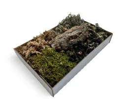 zestaw-dekoracji-terrarium-tropikalnego-las-w-szkle-sloiku-mech