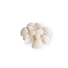 muszle-dekoracyjne-do-akwarium-biala-100g-3-5cm-m4