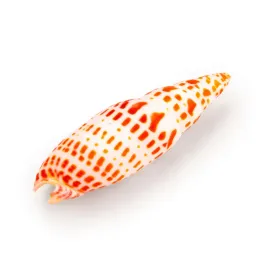 muszla-mitra-dekoracja-do-akwarium-8cm