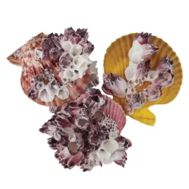muszle-dekoracyjne-do-akwarium-muszla-pecten-z-paklami-piekna