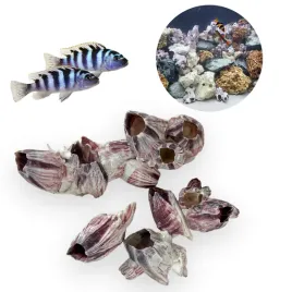 muszle-dekoracyjne-barnacle-pakle-do-akwarium-100g-zestaw-5-10szt