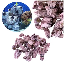 muszle-barnacle-pakle-dekoracja-do-akwarium-1kg-duza-ilosc