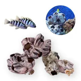 muszla-ozdobna-barnacle-pakle-dekoracja-do-akwarium-malawi-8cm