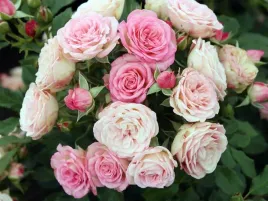 roza-rabatowa-xenia-adr-rozowa-dlugo-kwitnaca-odporna-c3