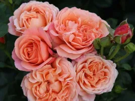 roza-rabatowa-coral-lions-rose-adr-koralowo-rozowa-c3