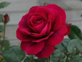 roza-wielkokwiatowa-bellevue-niska-odporna-c3