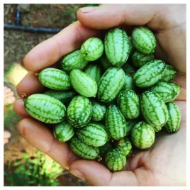 ogorek-meksykanski-mini-arbuzy-cucamelon-swietny-w-smaku-nasiona-warzyw