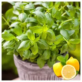 bazylia-cytrynowa-aromatyczna-przyprawa-do-dan-nasiona-warzyw-ziol