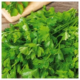 seler-lisciowy-naciowy-jemny-plenny-intensywny-zapach-i-smak-nasiona-warzyw