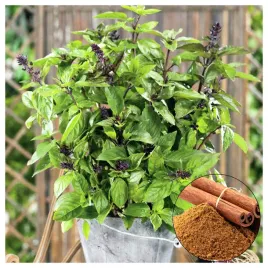 bazylia-cynamonowa-aromatyczna-przyprawa-nasiona-ziol-warzyw