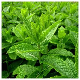 mieta-pieprzowa-wieloletnia-aromatyczna-przyprawa-nasiona-ziol-warzyw