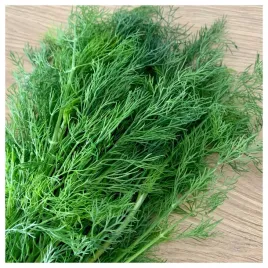 koper-lukullus-szybki-wzrost-aromatyczny-duza-paczka-nasiona-ziol