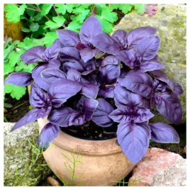 bazylia-czerwonolistna-aromatyczna-przyprawa-nasiona-ziol-warzyw