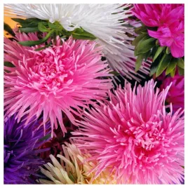 aster-igielkowy-mieszanka-kolorow-nasiona-kwiatow-roslin-ozdobnych