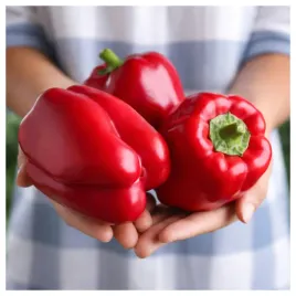 papryka-czerwona-duza-slodka-plenna-ozarowska-odporna-nasiona-warzyw