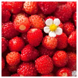 poziomka-regina-wielkoowocowa-plenna-nasiona