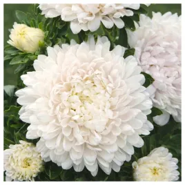 aster-peoniowy-bialy-wysoki-pelny-nasiona-kwiatow-roslin-ozdobnych