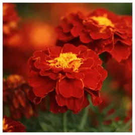 aksamitka-rozpierzchla-carmen-nasiona-kwiatow-roslin-ozdobnych