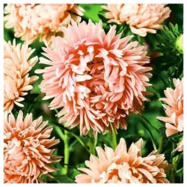 aster-chinski-peoniowy-lososiowy-nasiona-kwiatow-roslin-ozdobnych