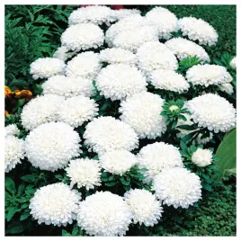 aster-karlowy-milady-white-pelny-bialy-nasiona-kwiatow-roslin