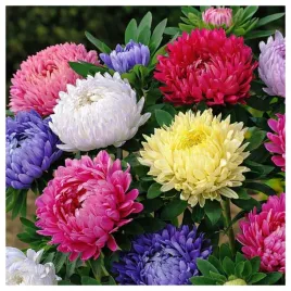 aster-peoniowy-mieszanka-mix-kolorow-nasiona-kwiatow-roslin-ozdobnych
