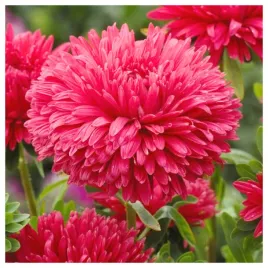 aster-chinski-peoniowy-czerwony-nasiona-kwiatow-roslin-ozdobnych