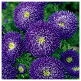 aster-chinski-ksiazecy-fioletowy-nasiona-kwiatow-roslin-ozdobnych