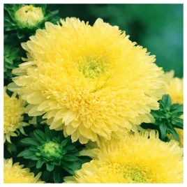 aster-chinski-ksiazecy-zolty-nasiona-kwiatow-roslin-ozdobnych