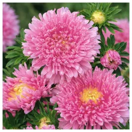aster-chinski-ksiazecy-rozowy-nasiona-kwiatow-roslin-ozdobnych