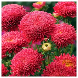 aster-chinski-ksiazecy-czerwony-nasiona-kwiatow-roslin-ozdobnych