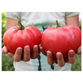 pomidor-malinowy-olbrzym-owoce-gigant-nasiona-warzyw-okolo-250-szt-nasion