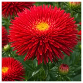 aster-chinski-igielkowy-czerwony-nasiona-kwiatow-roslin-ozdobnych