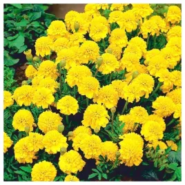 aksamitka-rozpierzchla-zolta-niska-nasiona-kwiatow-roslin-ozdobnych