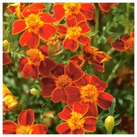 aksamitka-waskolistna-karmazynowoczerwone-kwiaty-z-zoltym-srodkiem-nasiona