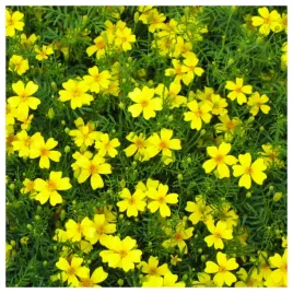 aksamitka-waskolistna-lulu-duzo-drobnych-kwiatow-nasiona-kwiatow