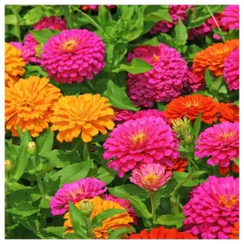 cynia-daliowa-karlowa-liliput-mieszanka-nasiona-kwiatow-roslin-ozdobnych