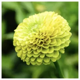 cynia-daliowa-jasno-zielona-piekny-kwiat-nasiona-kwiatow
